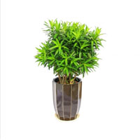 绿植・百合竹
